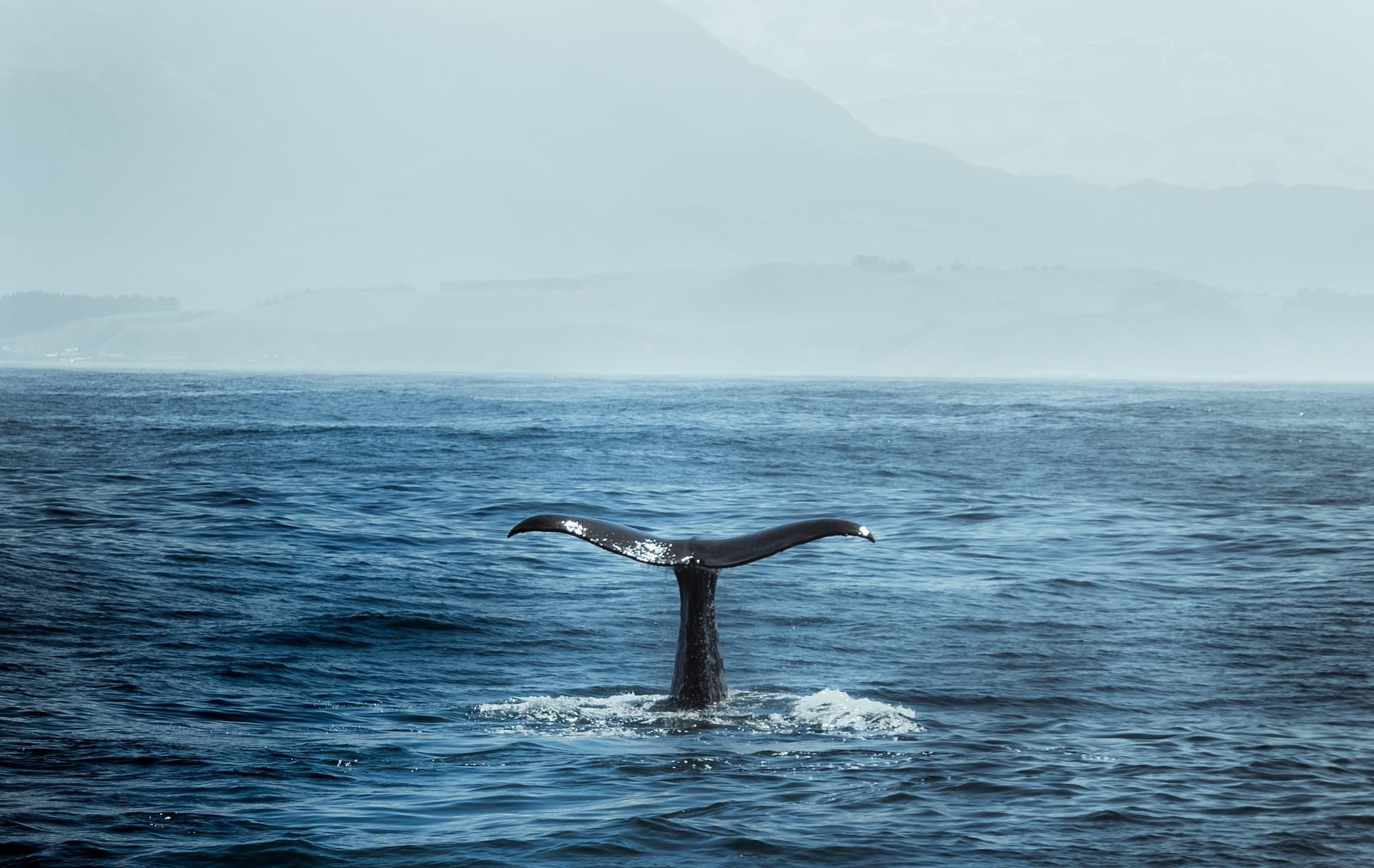 blue whale in body of water